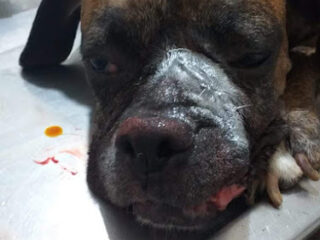 Clinica Veterinaria Centro De Vida Animal