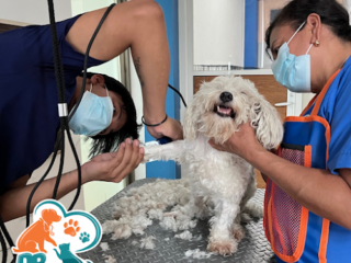 Dr Mascotab Clinica Veterinaria Especializada