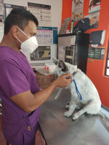 Clinica Veterinaria Patitas y Huellas