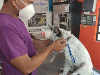 Clinica Veterinaria Patitas y Huellas