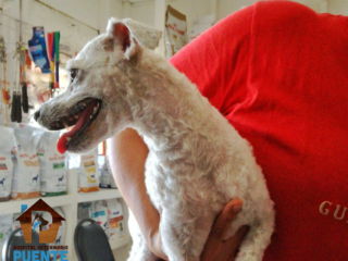 Hospital Veterinario Puente