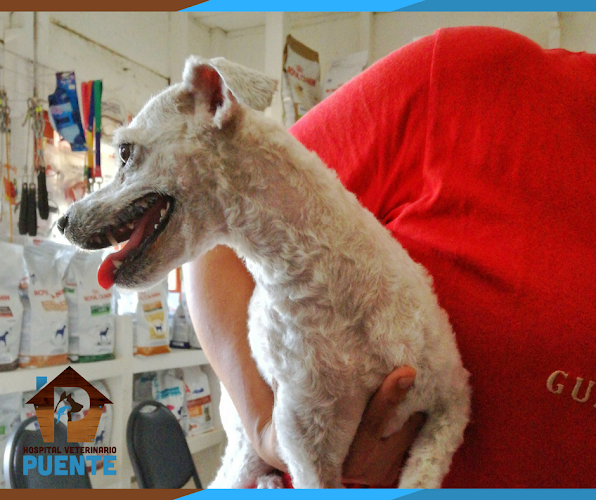 Hospital Veterinario Puente