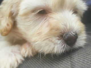 Vets Park Veterinaria