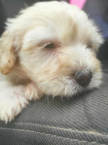 Vets Park Veterinaria