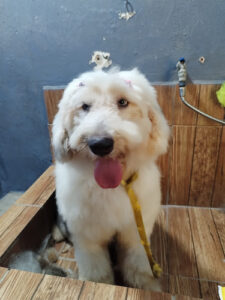 Clínica Veterinaria OSVET