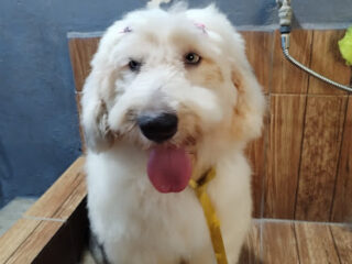 Clínica Veterinaria OSVET