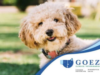 Veterinaria Goez