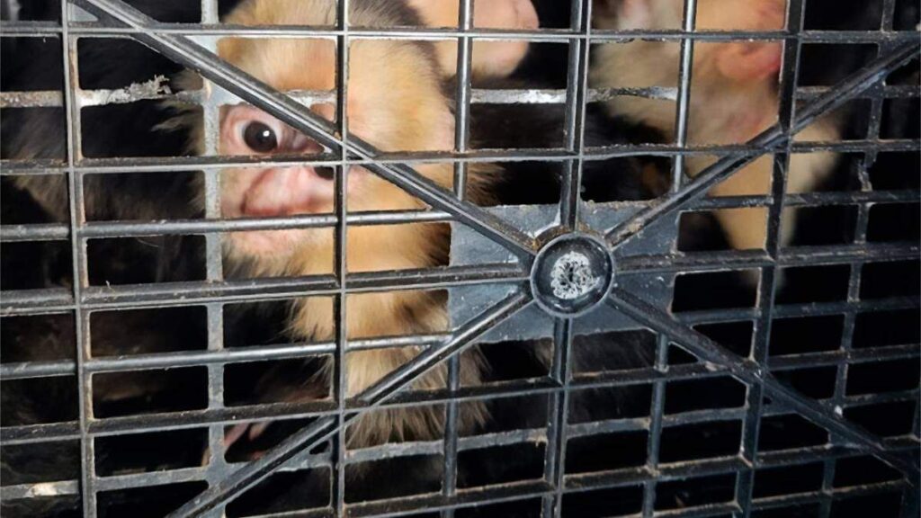 Detienen a una persona en la carretera Villahermosa-Escárcega; transportaba 10 monos capuchinos