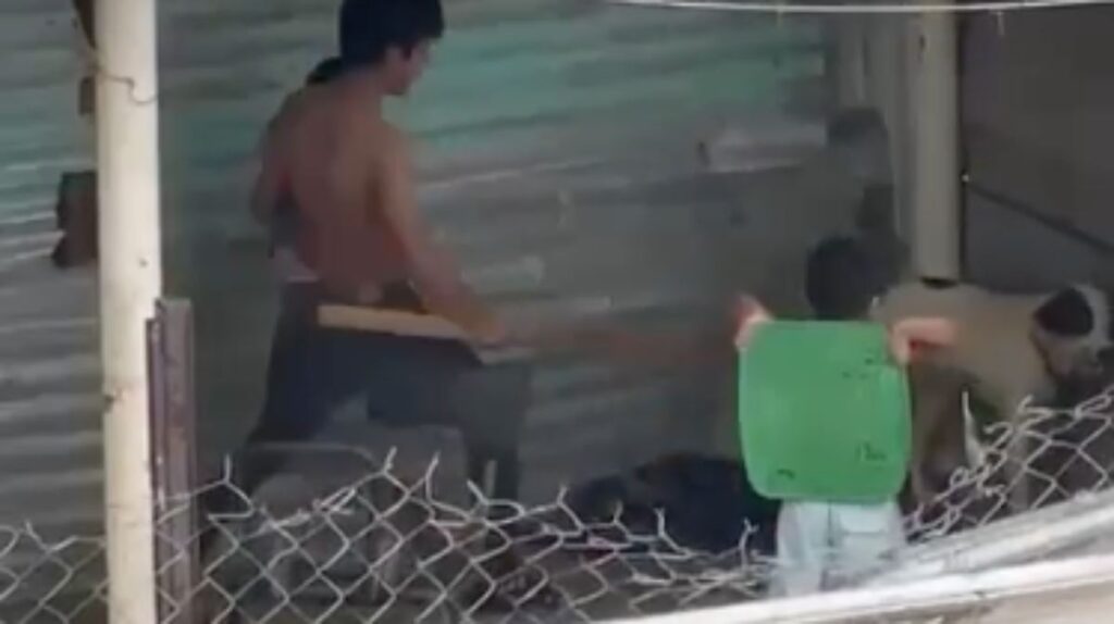 Captan golpiza a perrito por parte de un hombre y un niño en La Lima
