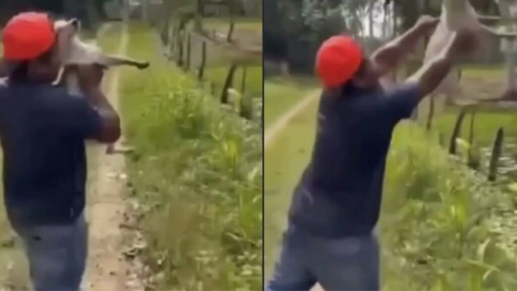 Sujeto lanza a perrito a laguna con cocodrilos en Jalpa de Méndez