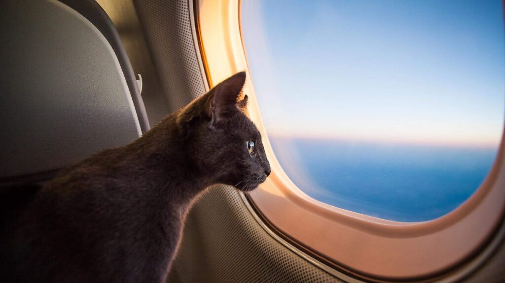 ¿Quieres viajar con tu mascota en avión? Estos son los requisitos