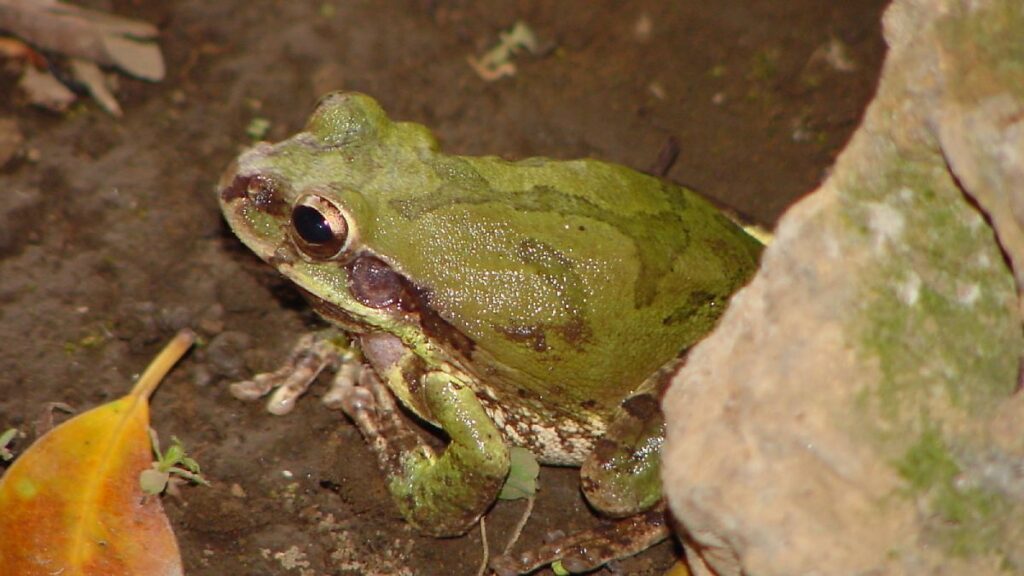 Save the Frogs Day en Tabasco: Un día para jugar, aprender y proteger a las ranas