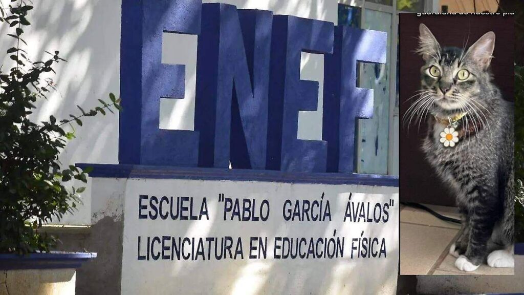 Karla, la gatita que cuida la ENEF, desapareció ¡Ayuda a encontrarla! 