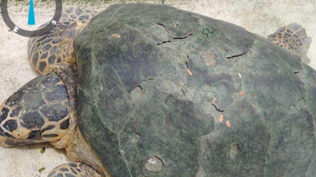Aparece tortuga marina en playa de Sánchez Magallanes, Cárdenas