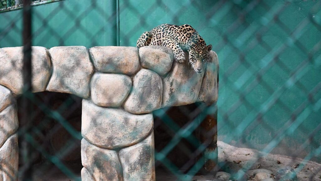 Supervisa Profepa zoológico del Parque Museo La Venta