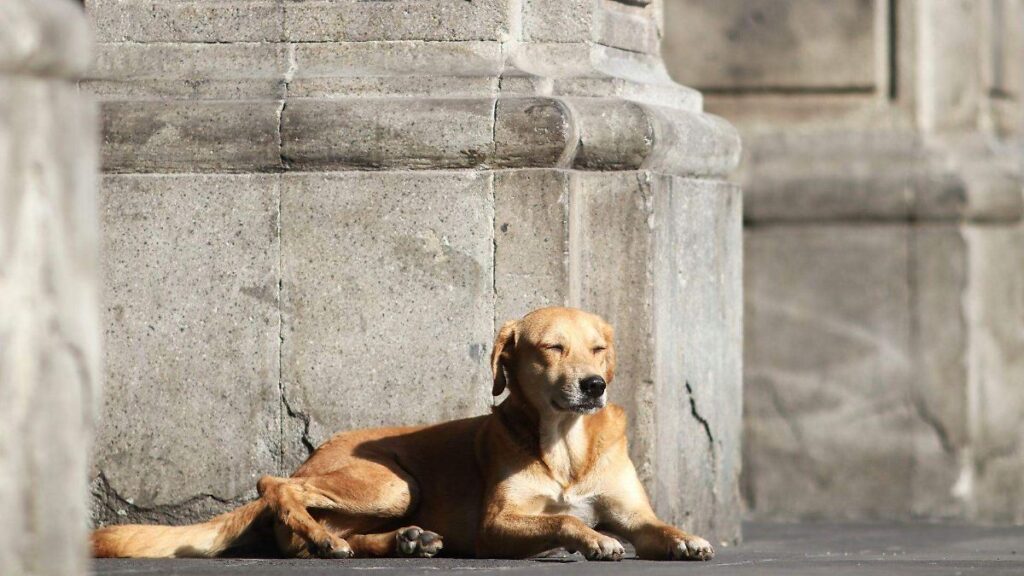 ¿Tu perrito jadea en exceso? ¡Cuidado! Puede ser un golpe de calor