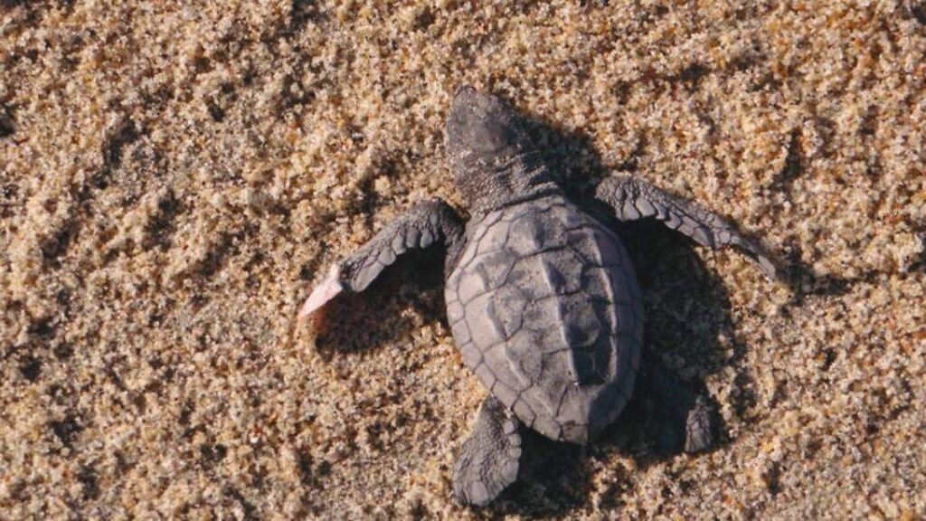 Tabasco: El único estado costero de México donde no anidan las tortugas marinas