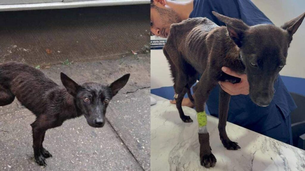 Maltrato animal está superando límites de “maldad” en Tabasco: Caninos 911