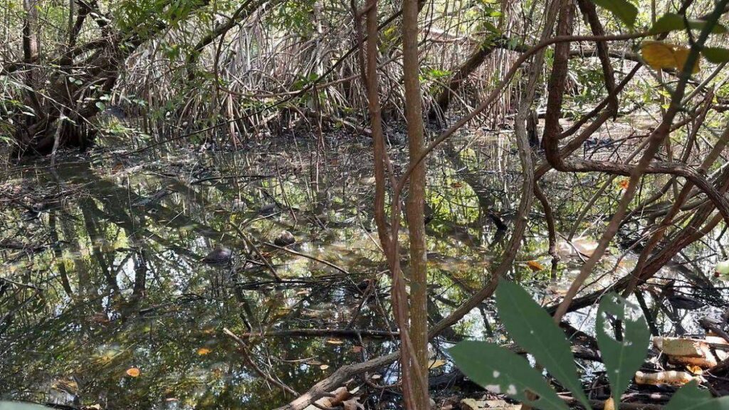 Acaban con manglar en Centla para hacer carbón; erosión puede acelerarlo