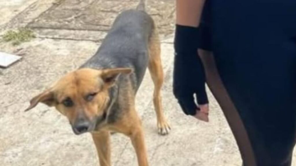 Sujeto atropella y mata a perrito en Tacotalpa; odia a los animales, aseguran