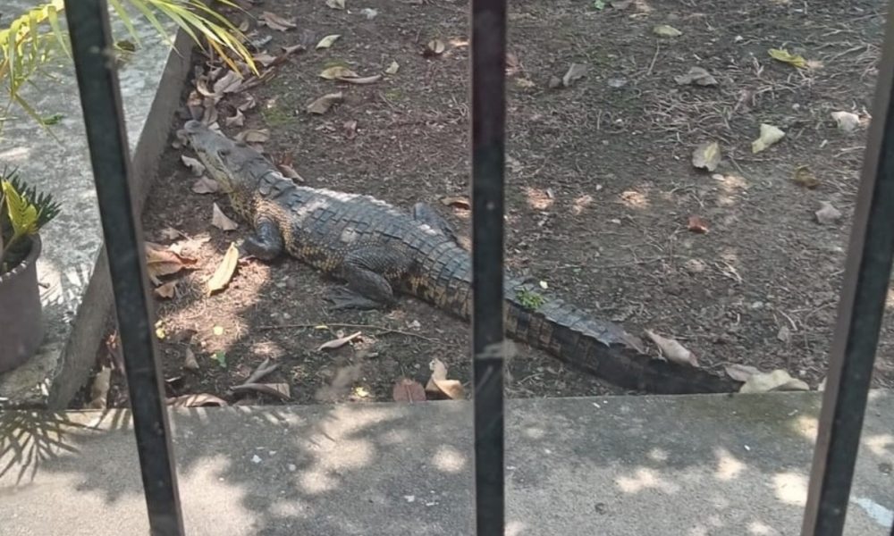 Cocodrilos acechan a escolares