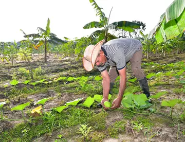 Abren vacantes para jornaleros agrícolas de cultivo de uva en Sonora
