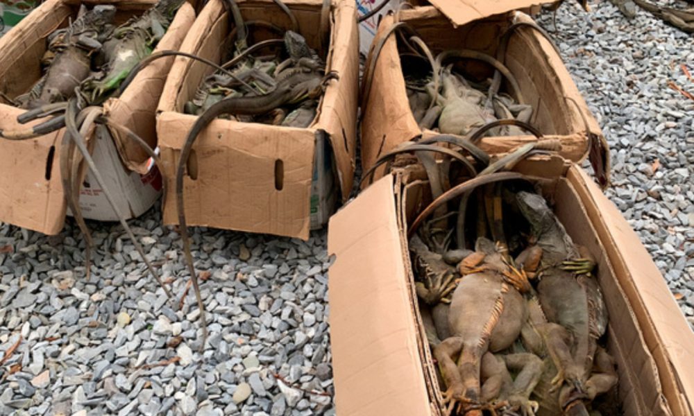 Rescatan 192 iguanas verdes en Oaxaca; 161 fueron liberadas