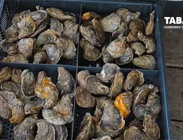 Busca gobernador soberanía alimentaria con Pescando Vida y Crédito Ganadero a la Palabra