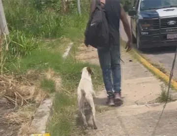 Migrante impide esterilización de perros que quedaron abandonados en el periférico
