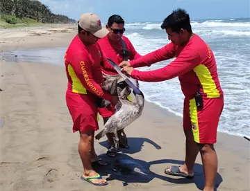 Recatan a pelícano débil y desorientado en Paraíso