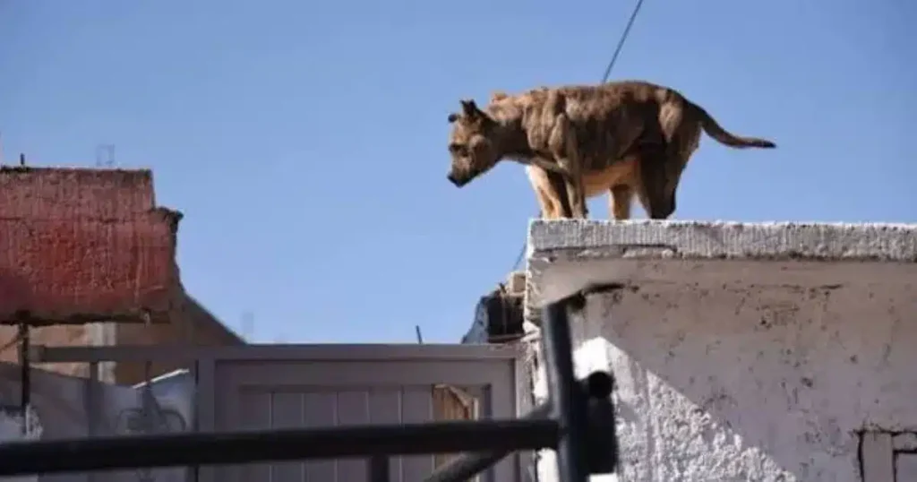 ¡CUIDADO! Reportan daños a mascotas por altas temperaturas en Tabasco