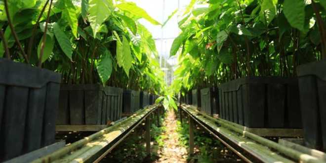 Mantiene Tabasco meta de reforestar 60 mil hectáreas