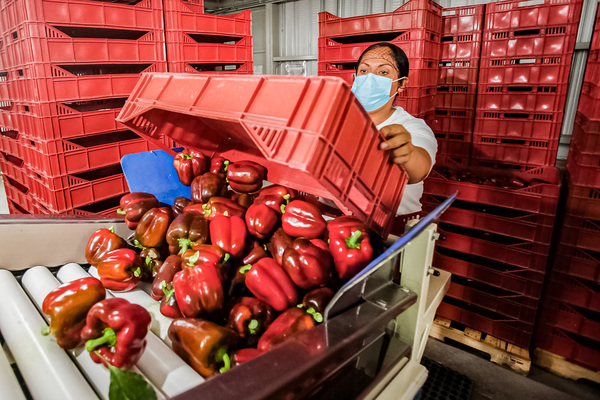 México envía primer cargamento de pimiento morrón a Japón