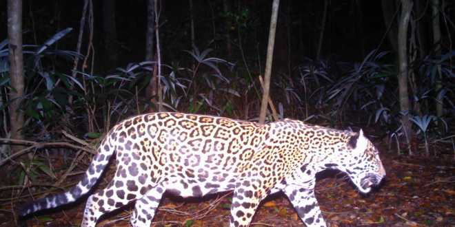 Piden reforzar cuidado del jaguar en el sureste