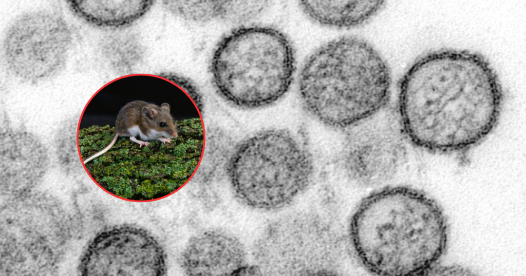 Alerta por hantavirus: investigan brote tras viaje marítimo en Argentina