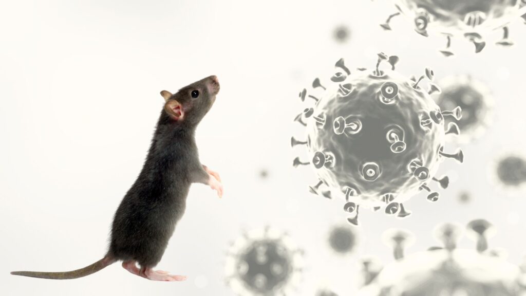 Autoridades mantienen vigilancia por hantavirus; llaman a detectar síntomas a tiempo