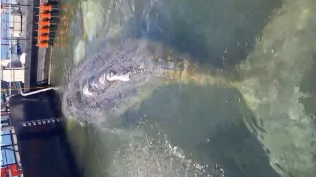 Biólogo mexicano lidera rescate de ballena “Timmy” en Europa