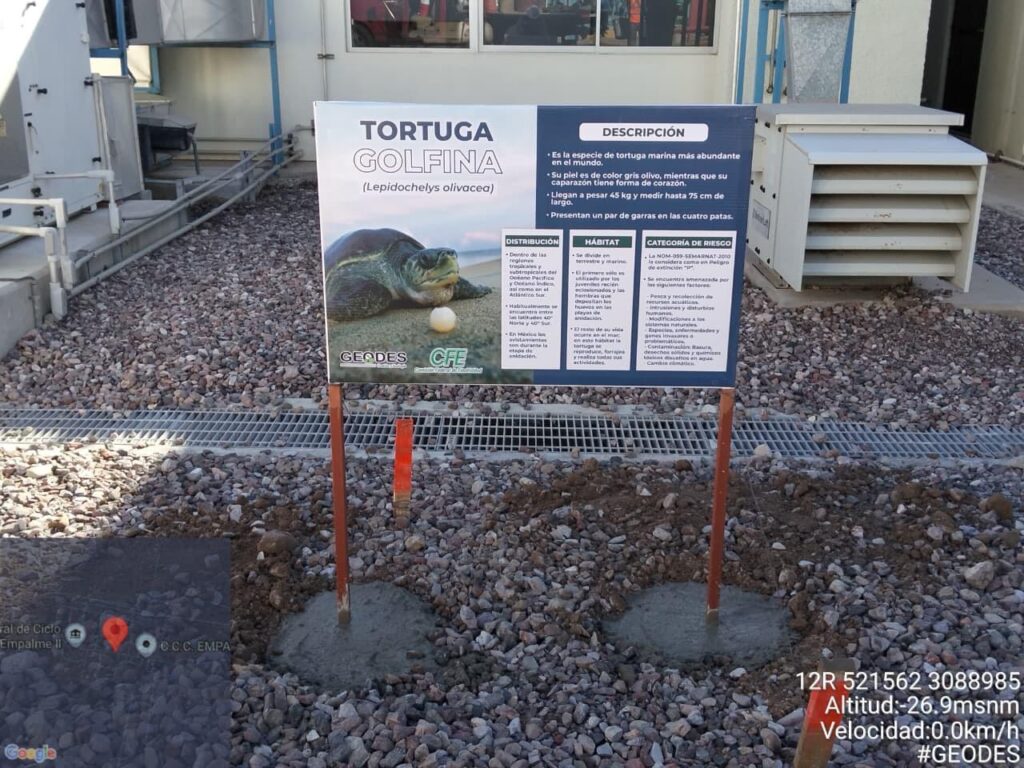 CFE fortalece programas de conservación y protección de tortugas marinas
