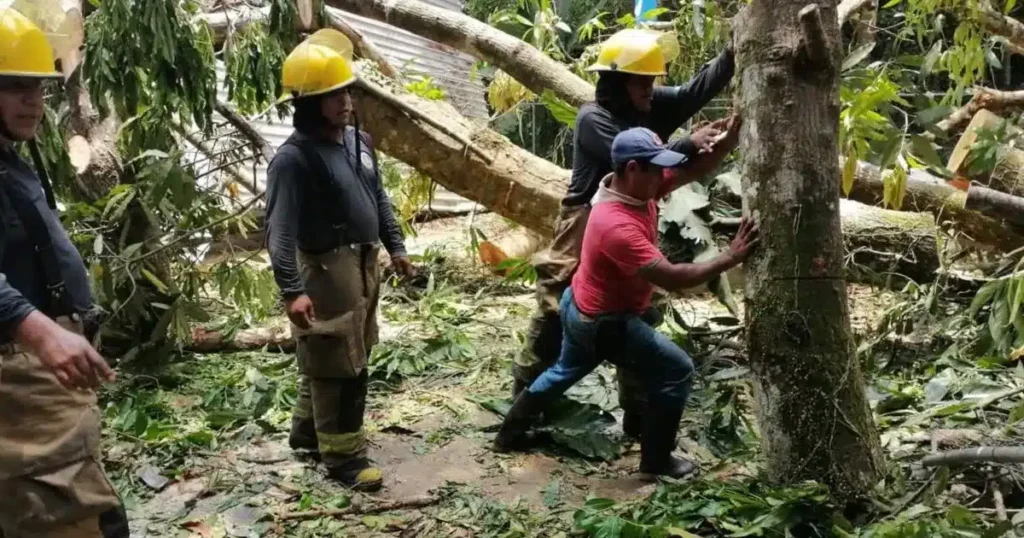 Colapsan árboles sobre primaria en Tacotalpa; reportan daños estructurales