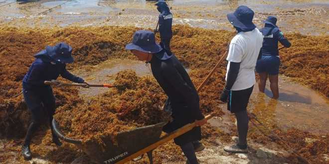 Continúa operativo en playas del Caribe, contra el sargazo