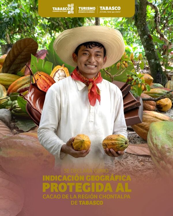 Cacao de la Chontalpa de Tabasco obtiene reconocimiento internacional