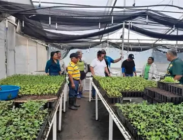 Apuesta COMESFOR por la clonación forestal, busca producir 800 mil plantas para 2026