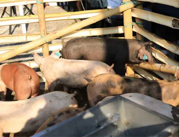 Entrega gobierno constancias de crédito porcino y cayucos