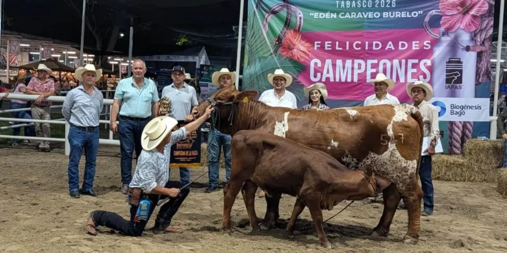 Ganado tabasqueño en foco: Primer juzgamiento de la raza