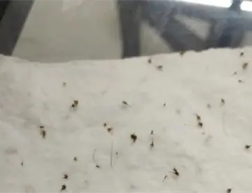 Ataca enjambre de abejas a conductor de combi en ranchería González, Centro