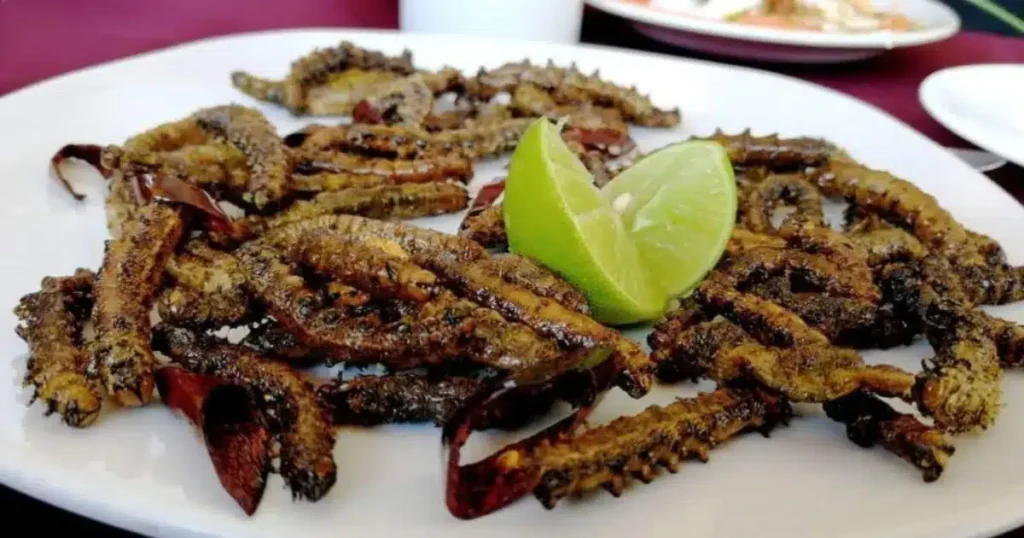 Cuchamá: el gusano comestible de Puebla que preserva la tradición del semidesierto mexicano