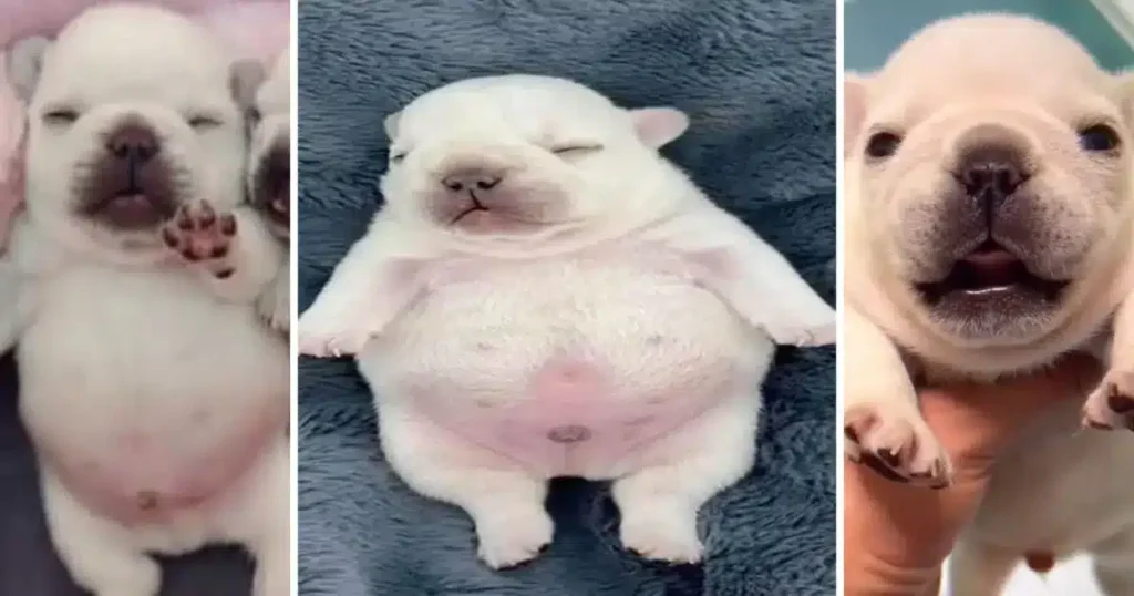De un video random al éxito global: La historia secreta de “Pibble”