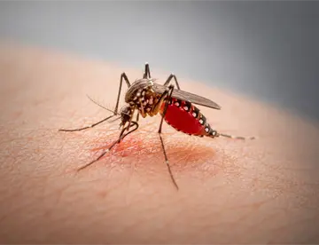 Con 364 casos, Salud reporta disminución del dengue en Tabasco