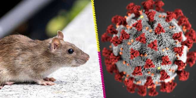 ¿Qué son los hantavirus y por qué preocupan tras el brote detectado en un crucero?