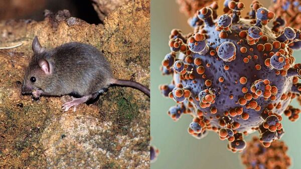Descartan riesgo de hantavirus en Tabasco tras alerta sanitaria federal